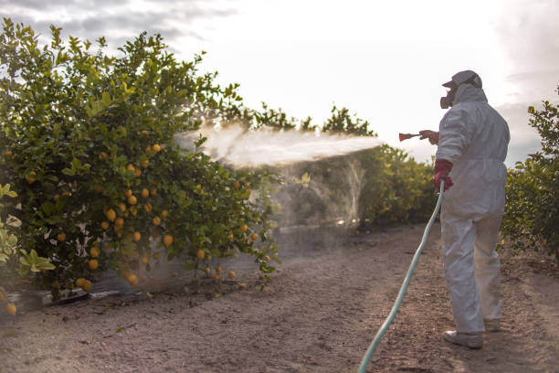 Best Termite Control Services  in Comer, GA